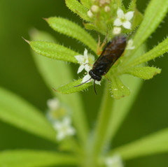 Halidamia affinis