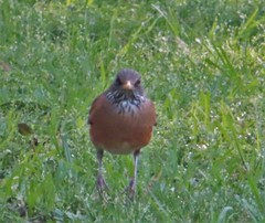 Turdus rufopalliatus