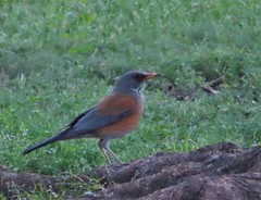 Turdus rufopalliatus