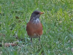 Turdus rufopalliatus
