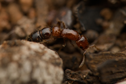 Lioponera brevisLioponera brevis