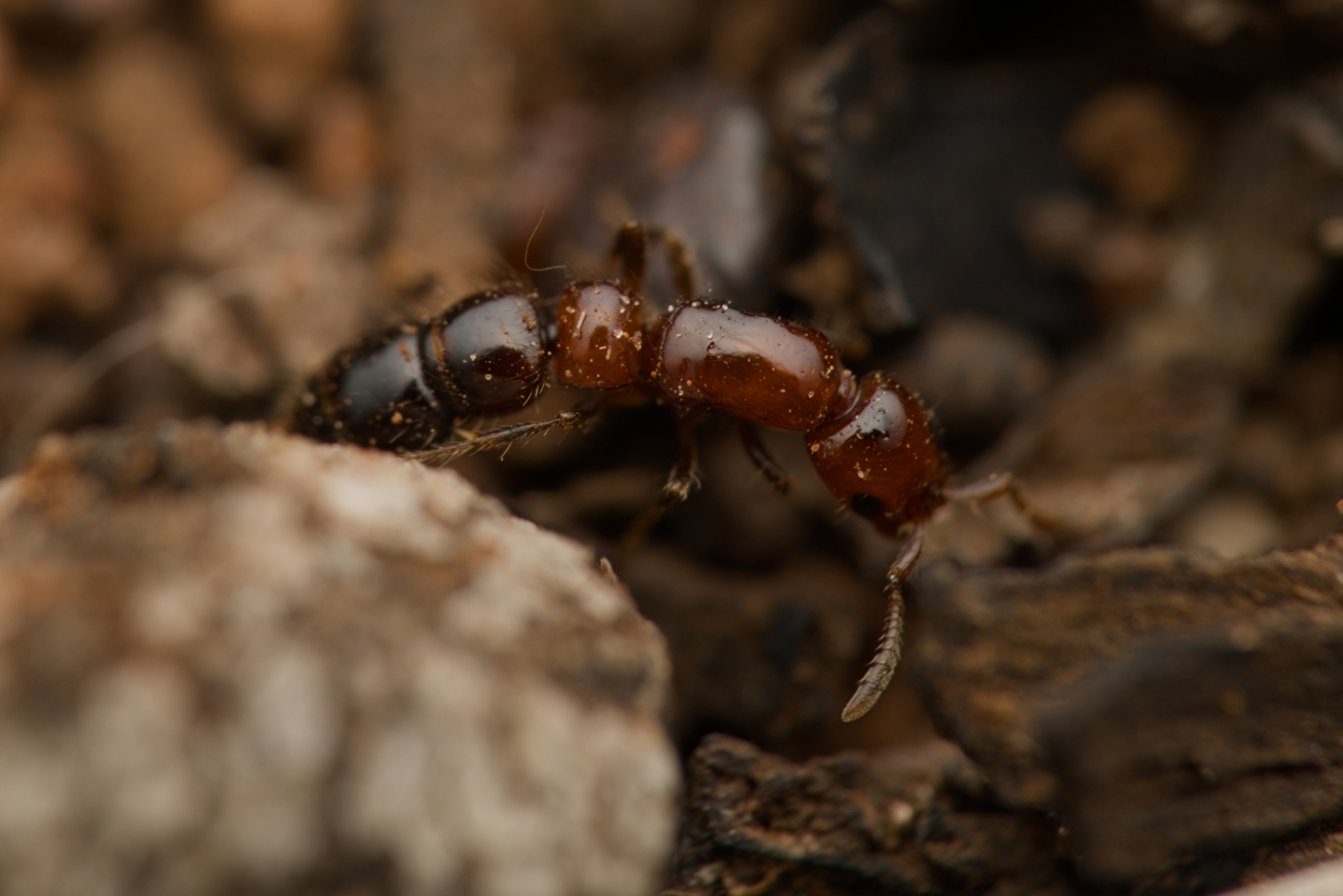 Lioponera brevis