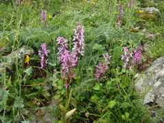 Orchis mascula laxifloriformis