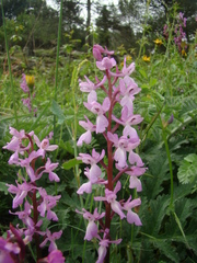 Orchis mascula laxifloriformis