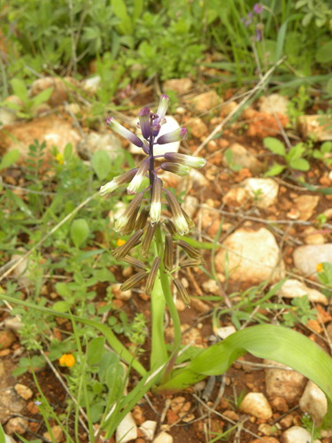 Three-leaved Hyacinth