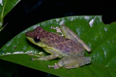 Staurois guttatus