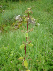 Urtica membranacea