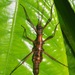 Touch-Me-Not Stick Insect - Photo (c) John Sullivan, some rights reserved (CC BY-NC), uploaded by John Sullivan