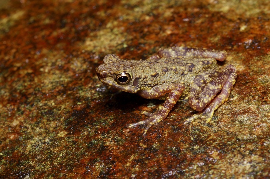 Dwarf Slender Toad