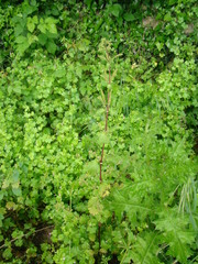 Urtica membranacea