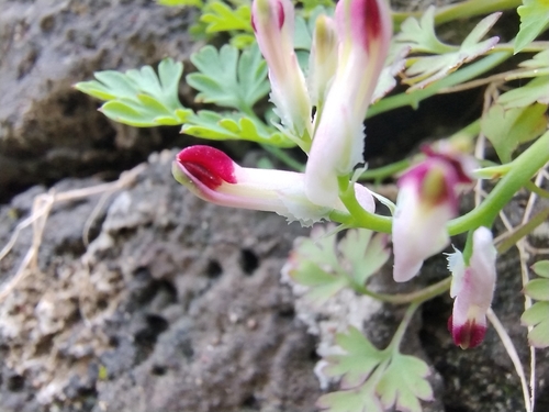 Italian Fumitory (Fumaria gaillardotii)