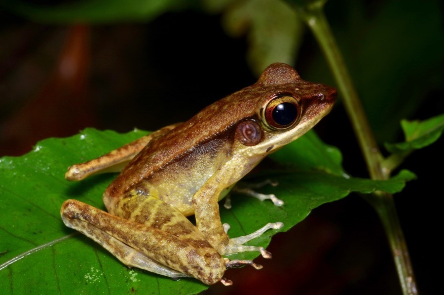 Gunther's Borneo Frog