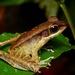 Western Torrent Frog - Photo (c) John Sullivan, some rights reserved (CC BY-NC), uploaded by John Sullivan
