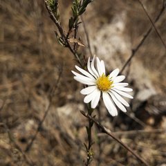Symphyotrichum moranense