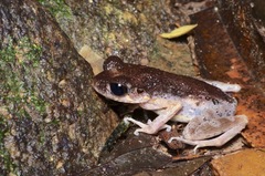 Leptobrachella gracilis