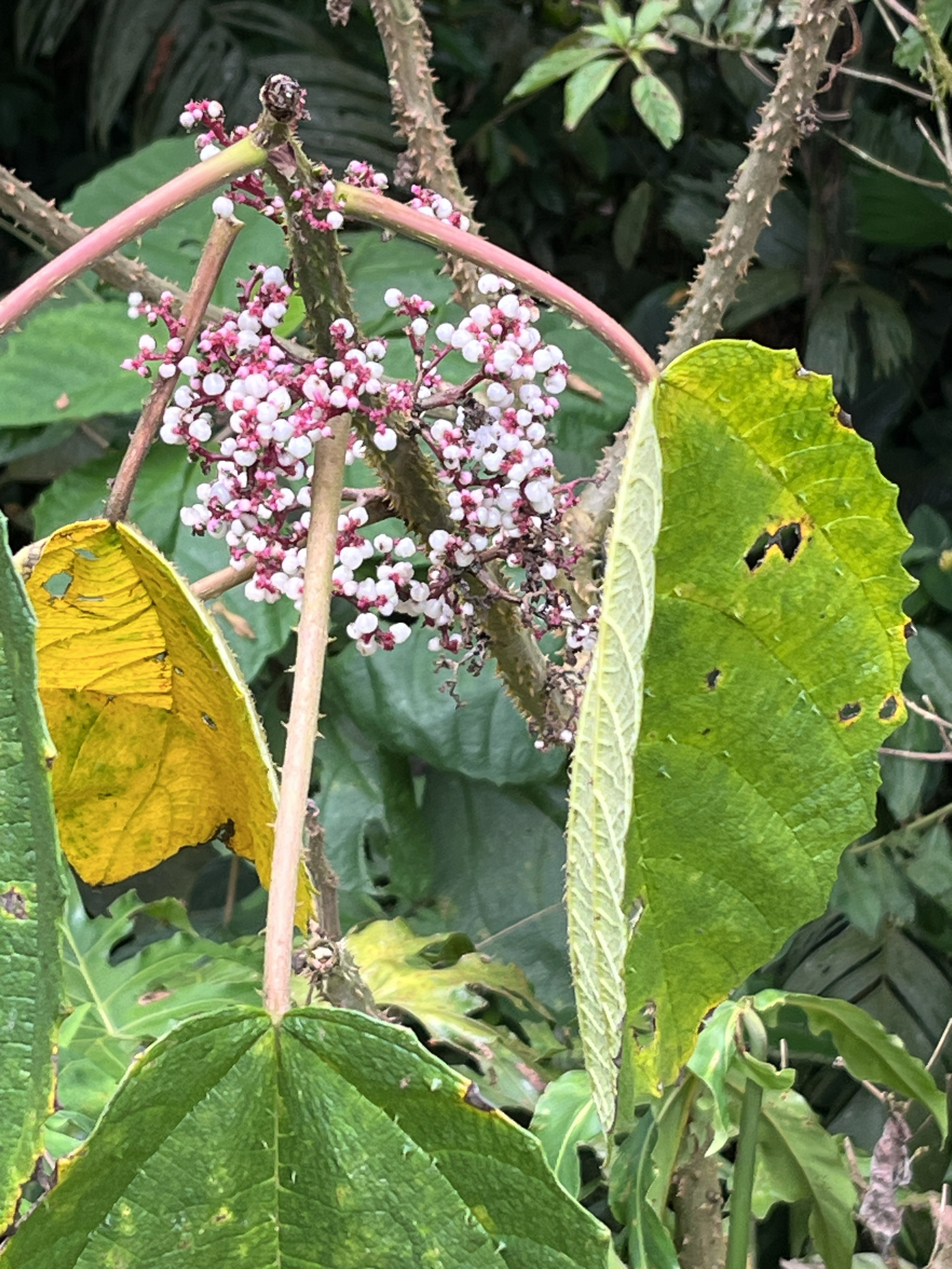 Scratchbush (Urera baccifera)