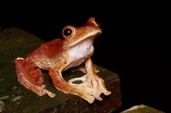 Rhacophorus pardalis