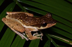 Polypedates macrotis