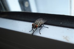 Diptera