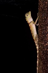 Gonocephalus bornensis