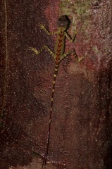 Gonocephalus bornensis