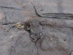 Pleurodema nebulosum