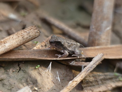 Pleurodema nebulosum