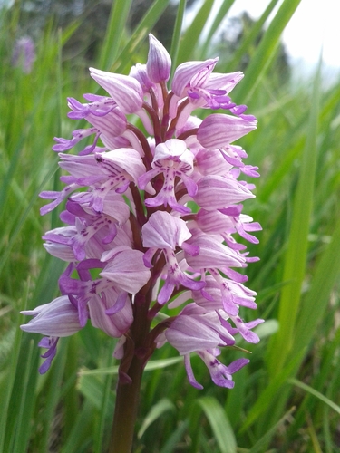 Military Orchid (Orchis militaris)