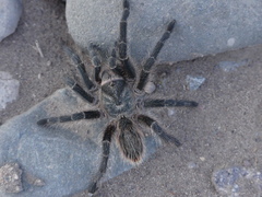 Grammostola inermis