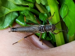 Austroperla cyrene