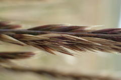 Festuca contracta