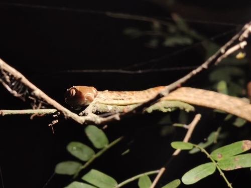 Andaman Cat Snake