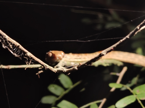 Andaman Cat Snake