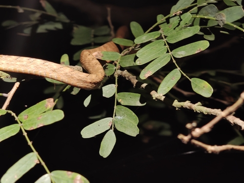 Andaman Cat Snake