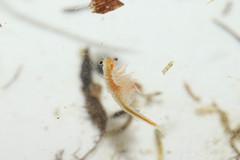 Eubranchipus grubii
