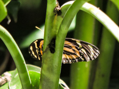 Lycorea halia atergatis