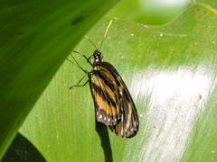 Lycorea halia atergatis
