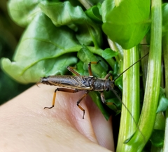 Austroperla cyrene