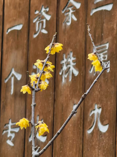 Chimonanthus praecox, 2026-03-21