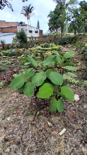 Cinchona pubescens observed 2026-03-25