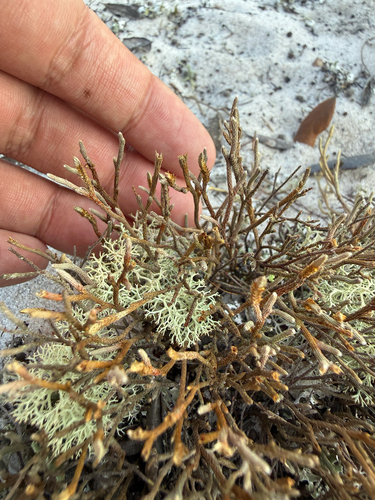 Sand Spikemoss (Selaginella arenicola)