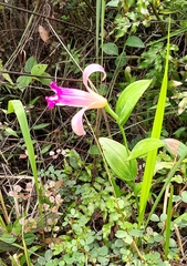 Orchidaceae