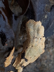 Einhornia crustulenta