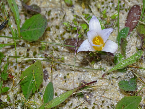 Romulea clusiana