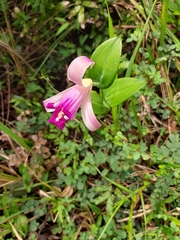 Orchidaceae