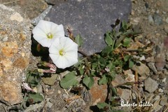 Convolvulus demissus