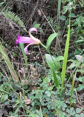 Orchidaceae