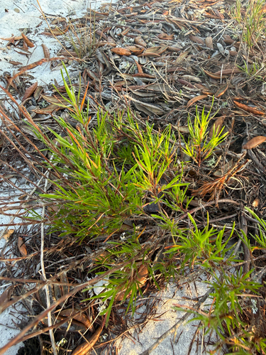 Sandhill wireweed (Polygonella robusta)