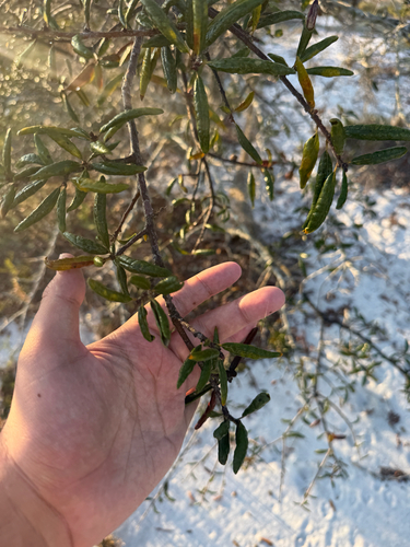 sand live oak (Quercus geminata)