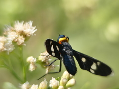 Hyperalonia morio morio